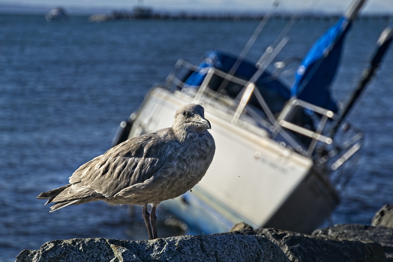 Verzekering schade aan boot